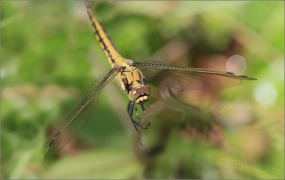 <p>VÁŽKA RUDÁ ´- samička (Sympetrum sanguineum) ---- /Ruddy darter - Blutrote Heidelibelle/</p>